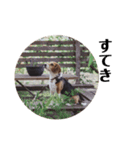 ビーグル犬 デイル3（個別スタンプ：3）