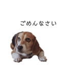 ビーグル犬 デイル3（個別スタンプ：6）