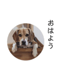 ビーグル犬 デイル3（個別スタンプ：7）