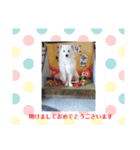 サモエド  もふもふみるく（個別スタンプ：1）