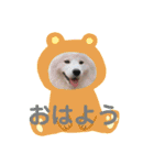 サモエド  もふもふみるく（個別スタンプ：4）
