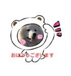 サモエド  もふもふみるく（個別スタンプ：5）