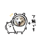 サモエド  もふもふみるく（個別スタンプ：10）
