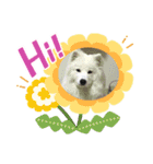 サモエド  もふもふみるく（個別スタンプ：12）