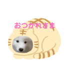 サモエド  もふもふみるく（個別スタンプ：16）