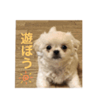 めい♀(チワペキ)（個別スタンプ：1）
