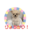 めい♀(チワペキ)（個別スタンプ：2）