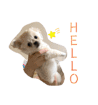 めい♀(チワペキ)（個別スタンプ：3）