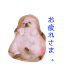 めい♀(チワペキ)（個別スタンプ：4）