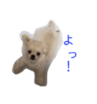 めい♀(チワペキ)（個別スタンプ：8）