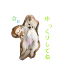めい♀(チワペキ)（個別スタンプ：9）