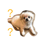 めい♀(チワペキ)（個別スタンプ：10）