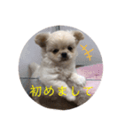 めい♀(チワペキ)（個別スタンプ：13）