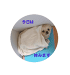 めい♀(チワペキ)（個別スタンプ：14）
