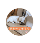 めい♀(チワペキ)（個別スタンプ：15）