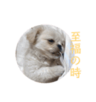 めい♀(チワペキ)（個別スタンプ：16）
