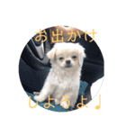 めい♀(チワペキ)（個別スタンプ：20）