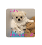 めい♀(チワペキ)（個別スタンプ：21）
