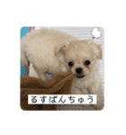 めい♀(チワペキ)（個別スタンプ：22）