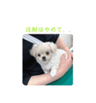 めい♀(チワペキ)（個別スタンプ：23）