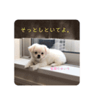 めい♀(チワペキ)（個別スタンプ：24）