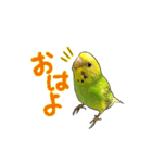 ウチの子ミドちゃん（個別スタンプ：1）