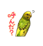 ウチの子ミドちゃん（個別スタンプ：10）
