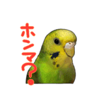 ウチの子ミドちゃん（個別スタンプ：27）