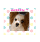 パピヨンのマリーちゃん1（個別スタンプ：1）