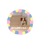 パピヨンのマリーちゃん1（個別スタンプ：4）