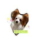 パピヨンのマリーちゃん1（個別スタンプ：5）