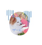 パピヨンのマリーちゃん2（個別スタンプ：1）