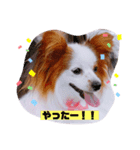 パピヨンのマリーちゃん2（個別スタンプ：8）