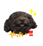 小吉パラダイス（個別スタンプ：4）