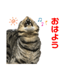 キジトラのラジャくん！（個別スタンプ：2）