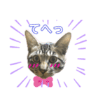 キジトラのラジャくん！（個別スタンプ：8）
