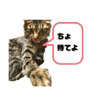 キジトラのラジャくん！（個別スタンプ：9）