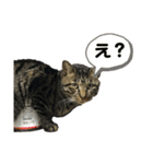 キジトラのラジャくん！（個別スタンプ：20）