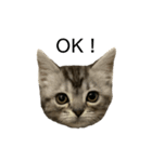 アメショ柄猫ちゃん（個別スタンプ：1）