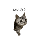 アメショ柄猫ちゃん（個別スタンプ：3）