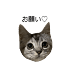 アメショ柄猫ちゃん（個別スタンプ：4）