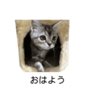 アメショ柄猫ちゃん（個別スタンプ：6）