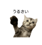 アメショ柄猫ちゃん（個別スタンプ：7）