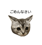 アメショ柄猫ちゃん（個別スタンプ：8）