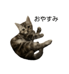 アメショ柄猫ちゃん（個別スタンプ：9）