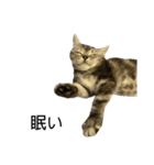 アメショ柄猫ちゃん（個別スタンプ：10）