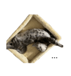 アメショ柄猫ちゃん（個別スタンプ：12）