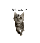 アメショ柄猫ちゃん（個別スタンプ：13）