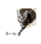アメショ柄猫ちゃん（個別スタンプ：15）