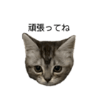 アメショ柄猫ちゃん（個別スタンプ：16）